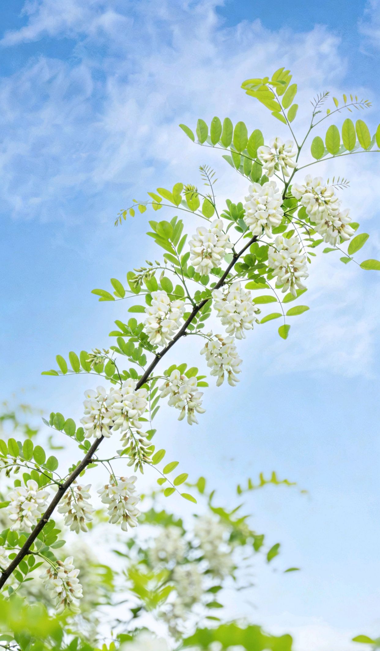 每日清晨问候语祝福语,每天一句早上好